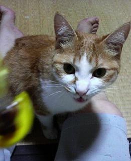 ちゃ～　2009.7.11　催促