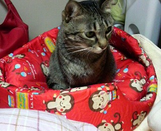 2010.1.13　さくら