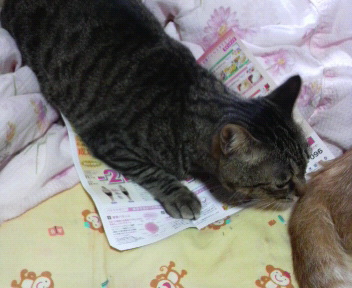 さくら　2009.7.31