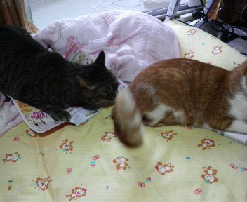 2にゃん　2009.7.31