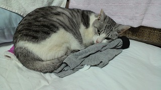 ここ　2010.111.6　no.2