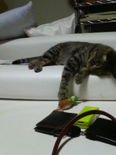 ちょいちょいした