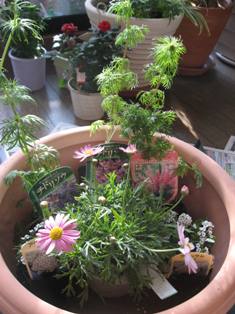 寄せ植え.JPG