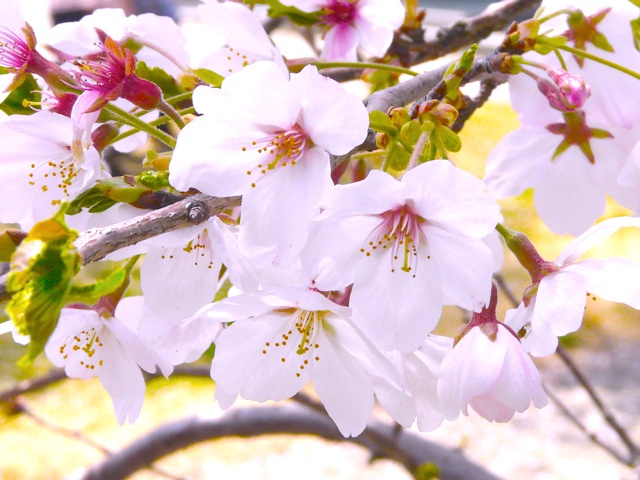 十連寺公園のさくら