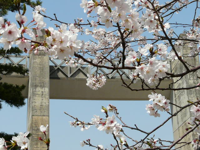 十連寺公園のさくらと展望台