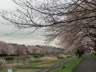 桜と川.JPG