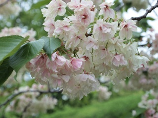 P4223761黄色の桜R.JPG