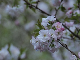 P4203319東京桜フォト_R.JPG