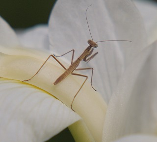 カマキリ.jpg