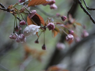 P4203328玖島桜くしまさくら_R.JPG