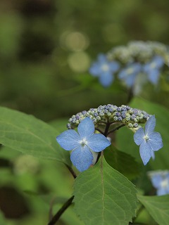 くろひめ紫陽花.jpg