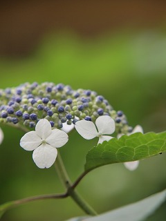 山紫陽花・綾.jpg