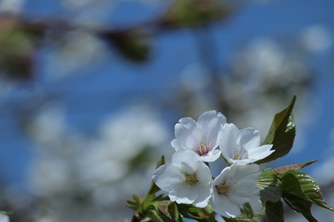 大島桜２