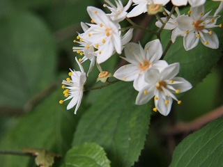 高尾山の花.jpg