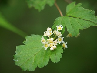 高尾山の花２.jpg