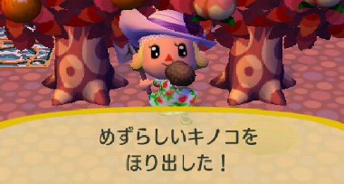 めずらしいキノコ