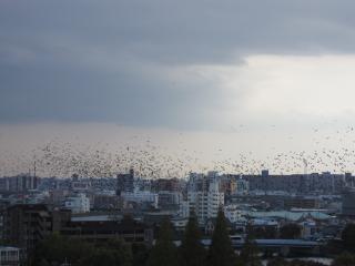 鳥っ！？