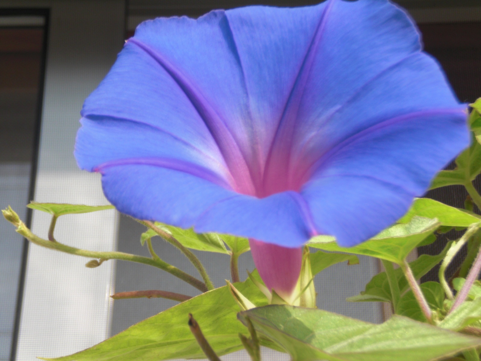 琉球朝顔