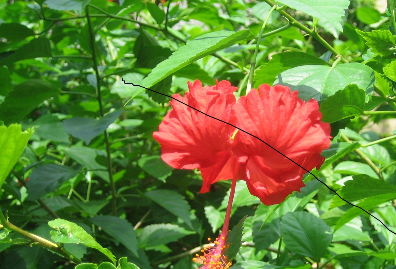 バリ島のハイビスカス