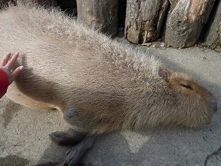 あー、そこそこ