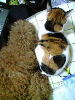 あたしー、くっついてみるー