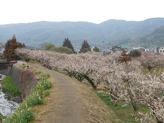 のどか。