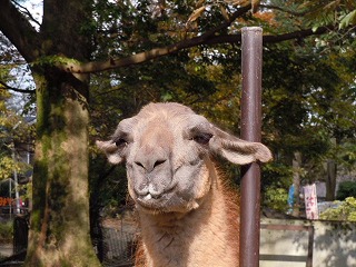 ツバ飛ばしたる。