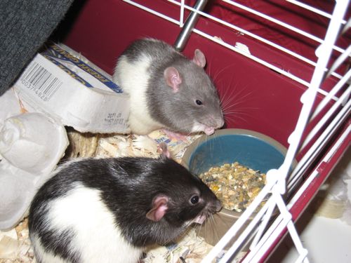 rats eating food