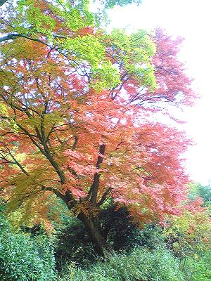 紅葉