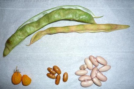 インゲン豆の種