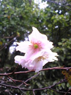 四季桜