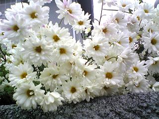 菊