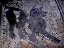 猛犬注意