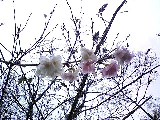 四季桜
