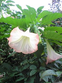 お花