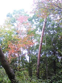 紅葉