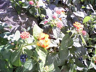 お花