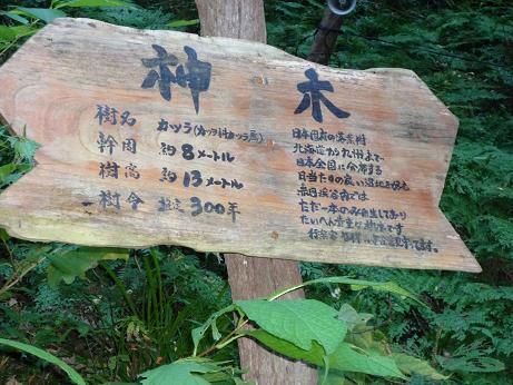 赤目四十八滝の御神木