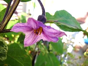 茄子の花