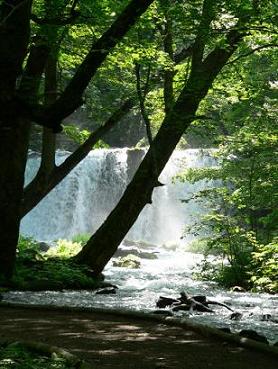 木陰より滝