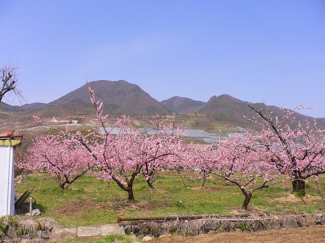 葛西臨海公園から眺めた富士山