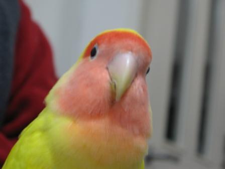 ももちプロフィール更新版