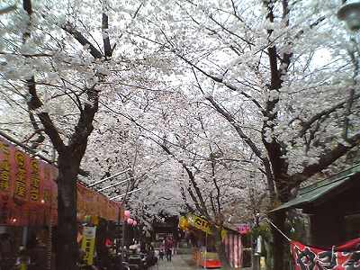 東照宮の桜（2006.4.4）