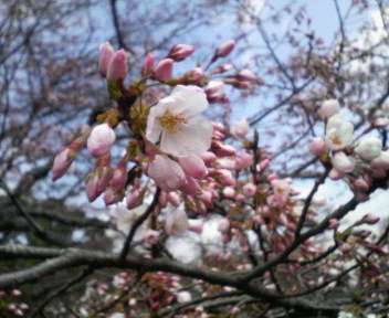 八幡山公園の桜