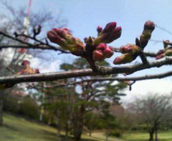 八幡山公園桜