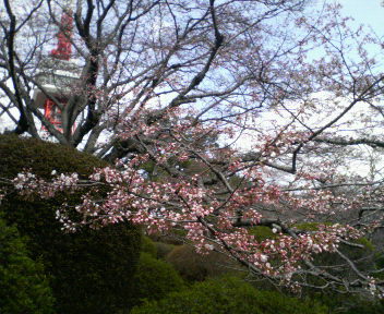 八幡山桜