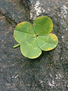 小さなクローバー