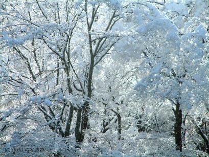 ホワイトクリスマス