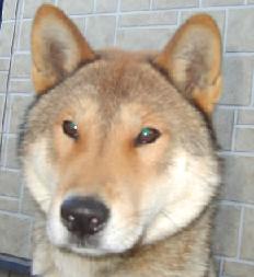 ○でし
