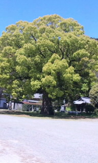 琴弾神社のご神木